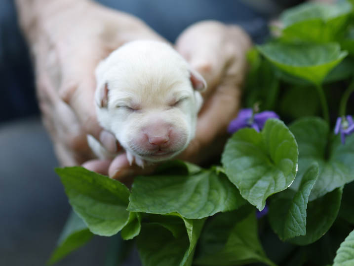 chinook puppy
